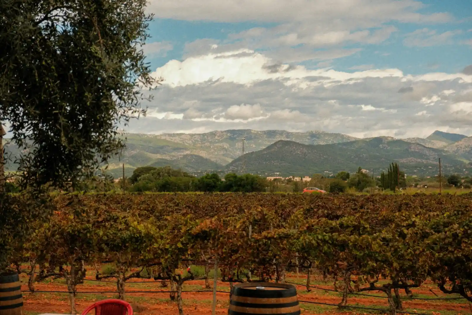 Catalan winery vineyard with wine tasting
