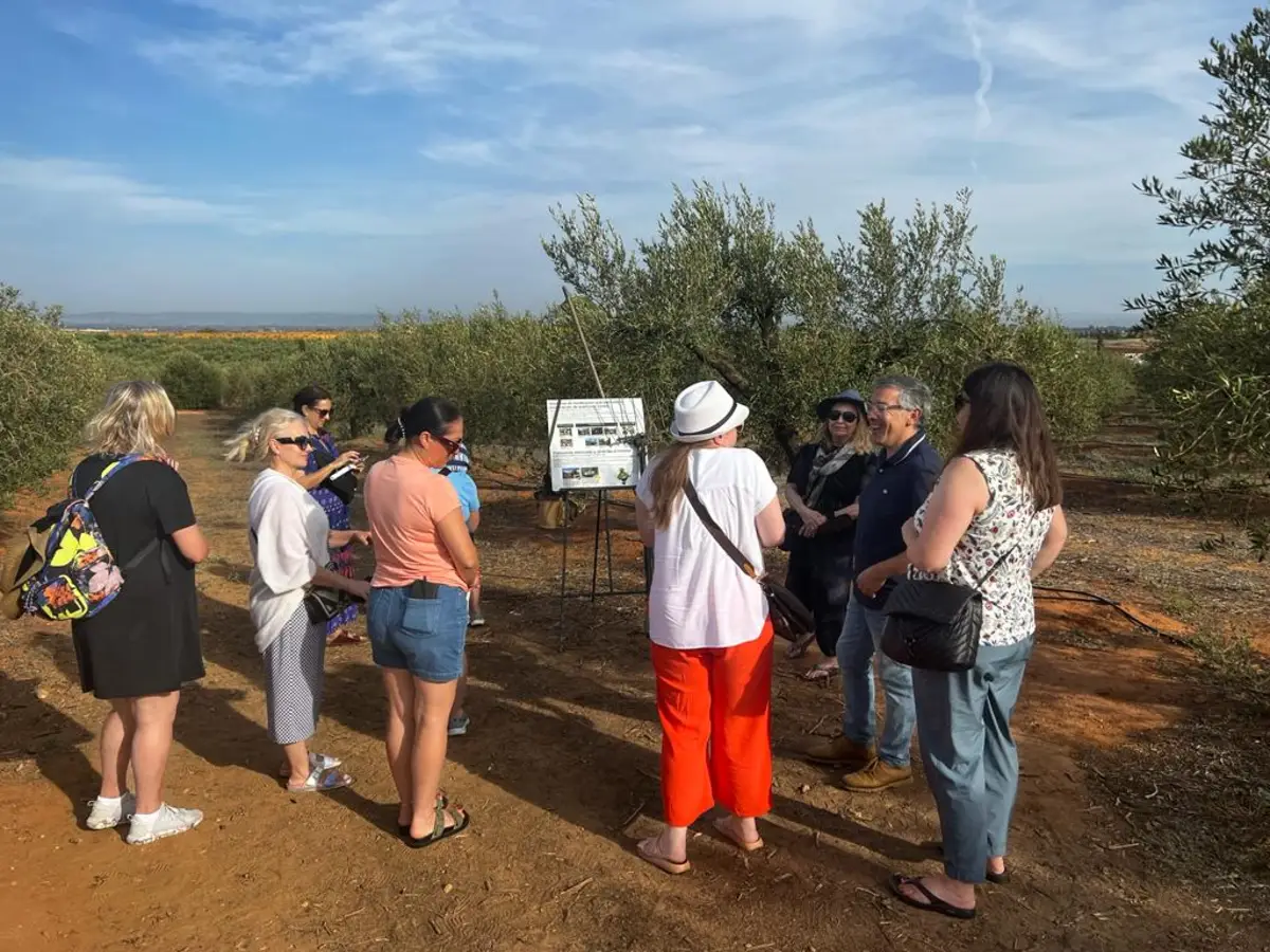 Row of ancient olive trees inside a working Andalusian hacienda near Seville