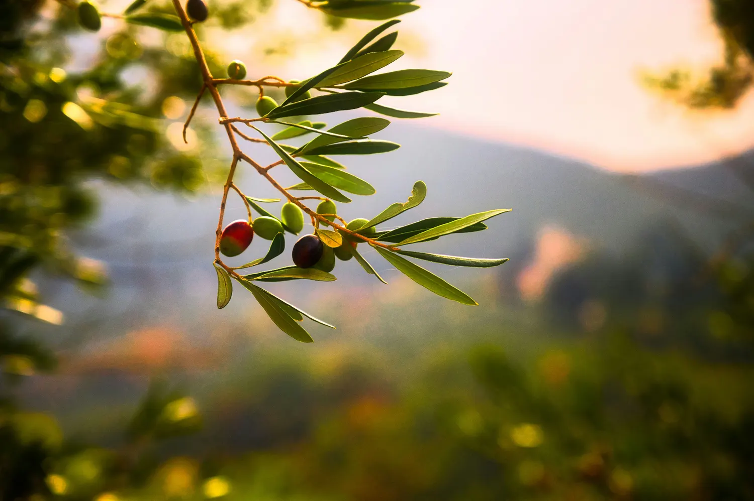 Olive branch with green and ripening olives at sunset over the Andalusian countryside