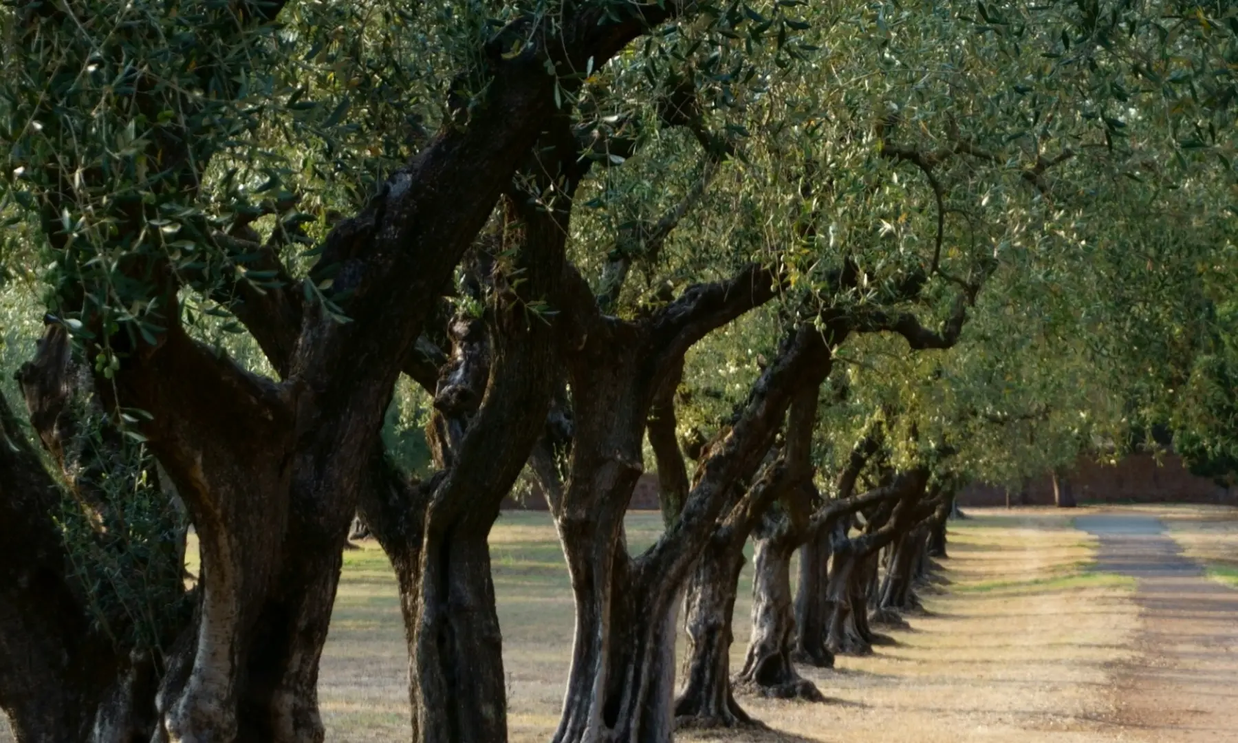 Olive oil factory private tour from Seville