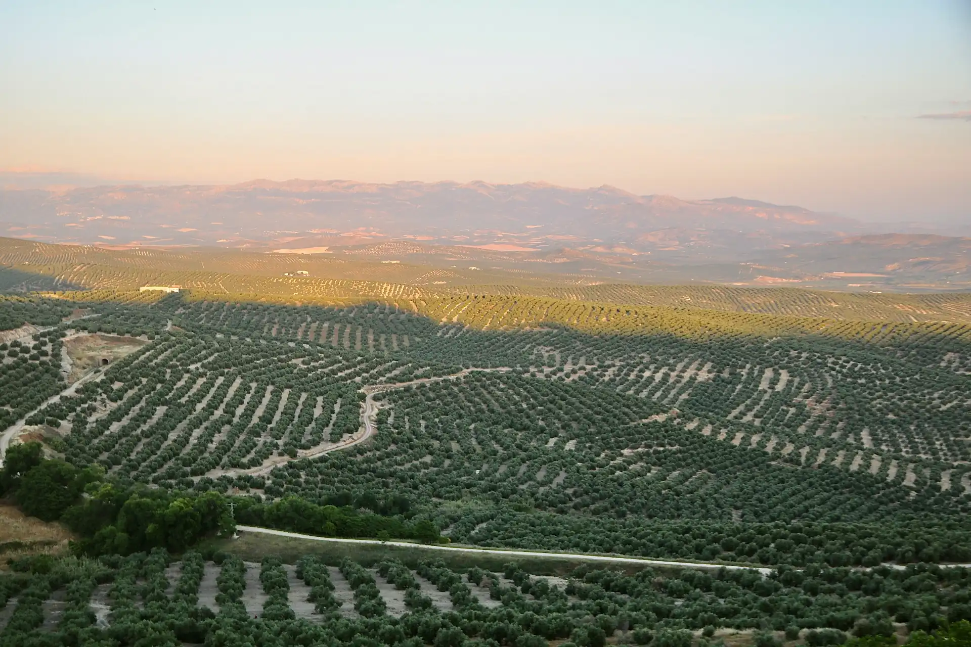 Úbeda and Baeza private tour through Renaissance olive groves